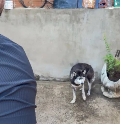 Cão é salvo de maus-tratos e cintadas em Várzea Grande
