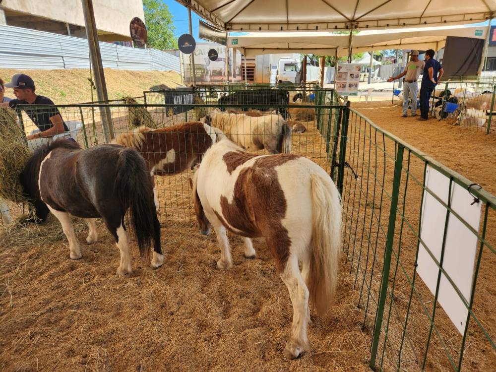 Passeio na Fazendinha conecta crianças ao universo agro com apoio da UFMT