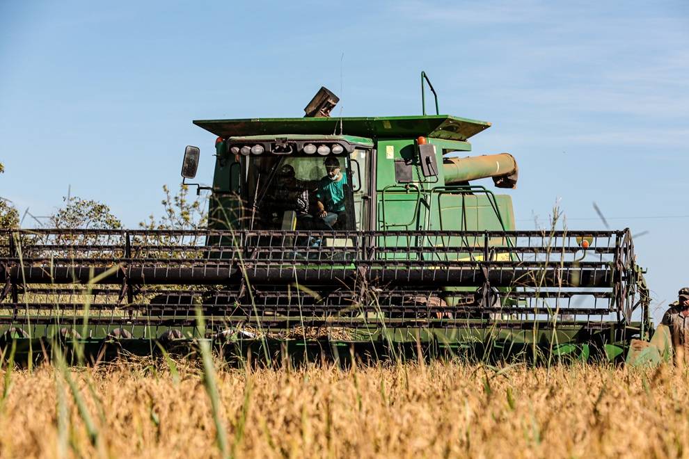 Área cultivada de arroz cresce mais de 17% e coloca MT na liderança nacional de arroz de sequeiro