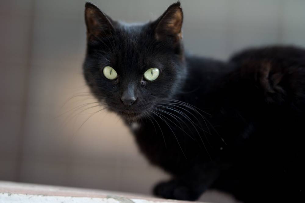 DEMA prende homem com 5 gatos mortos em estado de decomposição em casa