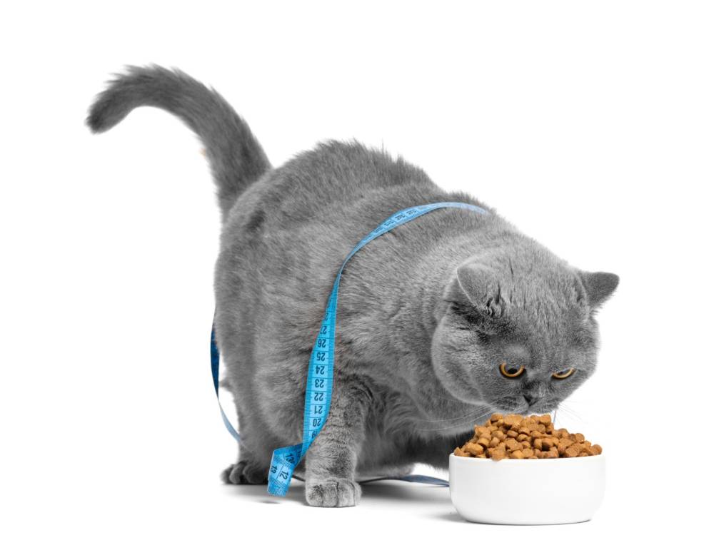 Você está alimentando seu pet com carinho ou colocando a saúde dele em risco?