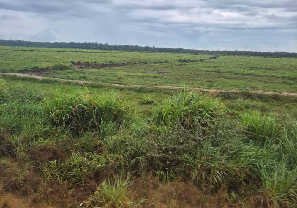  Greenwashing e COP30: o risco de maquiagem verde na Amazônia 
