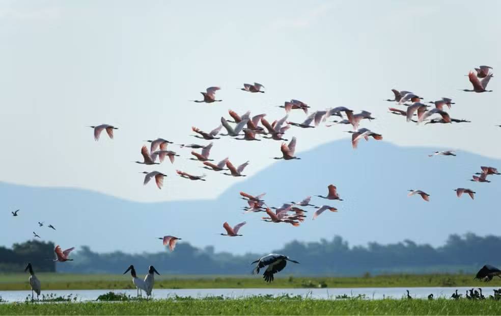ICMBio faz consulta pública para ampliar parque no Pantanal de MT e proteger espécies ameaçadas