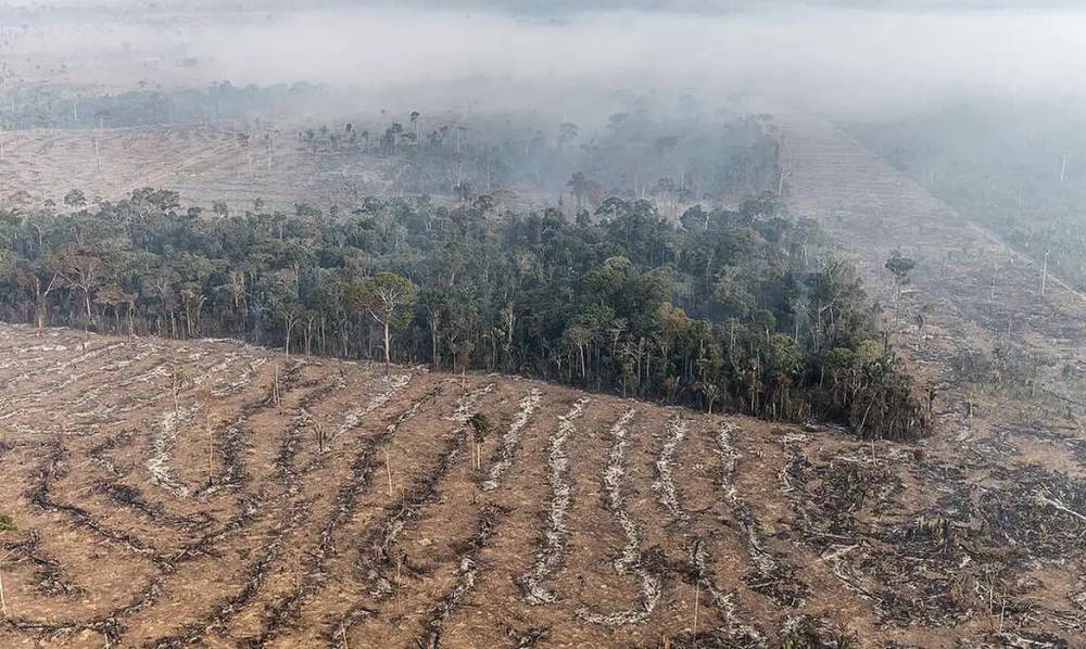 Apenas 7% de ações judiciais de grilagem na Amazônia têm condenação