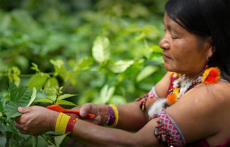 Governo do Brasil e mais sete países aderem a iniciativa de microcrédito ambiental