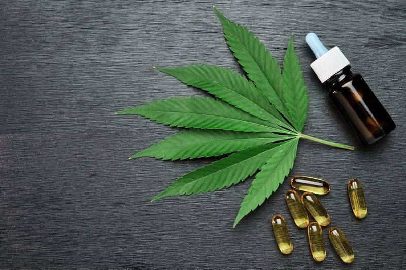 Relatório mostra como Brasil pode ser líder na produção de cânhamo e cannabis