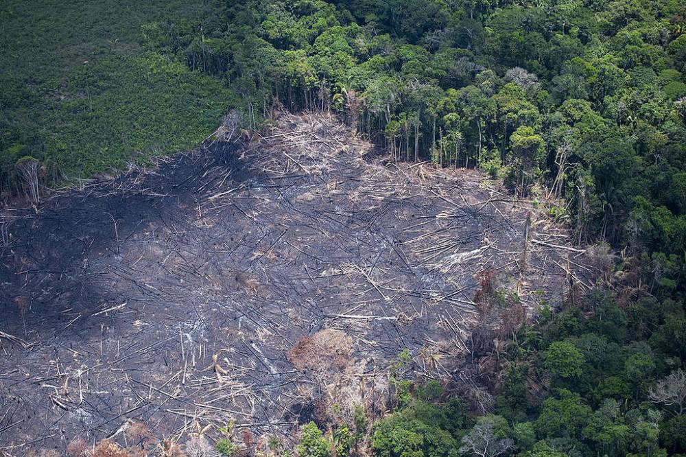 Em 40 anos, Amazônia perdeu área de vegetação do tamanho da França