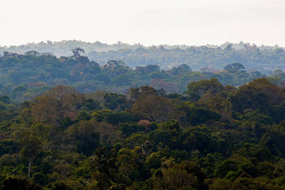 STF freia retrocesso ambiental em Mato Grosso e pode liberar novas Unidades de Conservação no estado