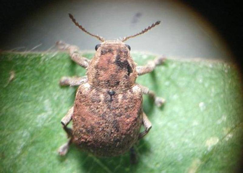Cascudinho-da-soja ameaça lavouras no início do plantio em Mato Grosso e região