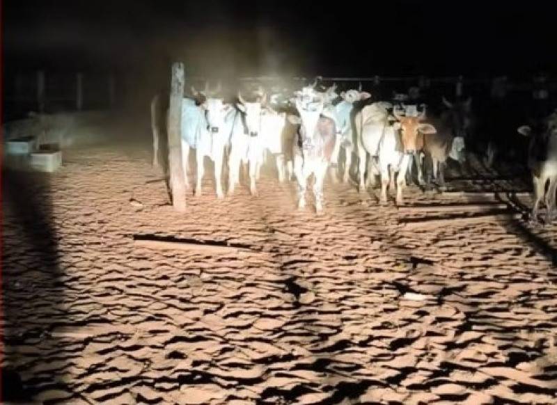 Polícia deflagra operação contra furtos de gado em propriedades rurais de Rondonópolis e região