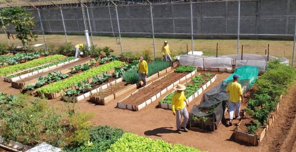 Mais de 4 mil presos em regime fechado estão trabalhando dentro e fora dos presídios