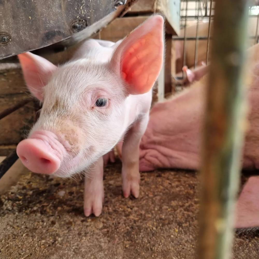 Acrismat abre inscrições para o segundo  Seminário da Suinocultura de Mato Grosso 