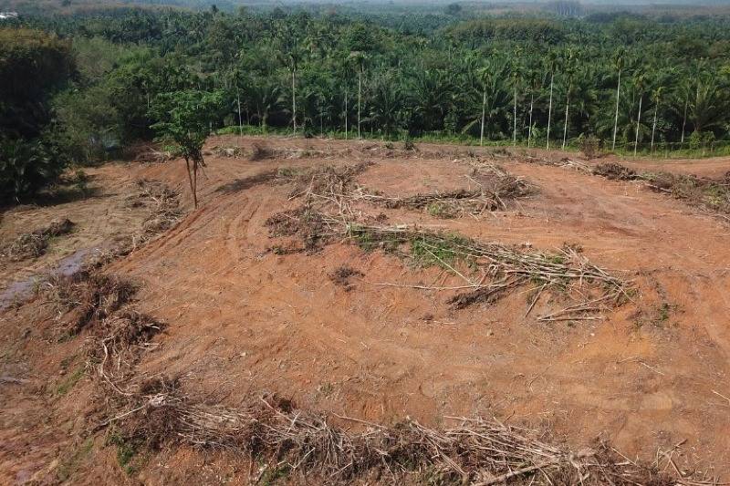 Justiça reconhece crime ambiental em desmate de 6 hectares de vegetação nativa em Nova Xavantina
