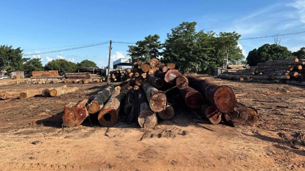 Polícia Civil desarticula grupo criminoso envolvido na extração ilegal de madeira em Juína