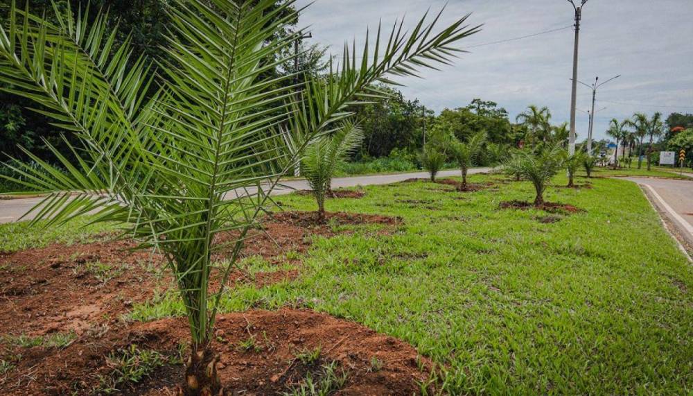 Moradores de Chapada ficam indignados com gasto de R$ 4,4 milhões em mudas para embelezar a cidade