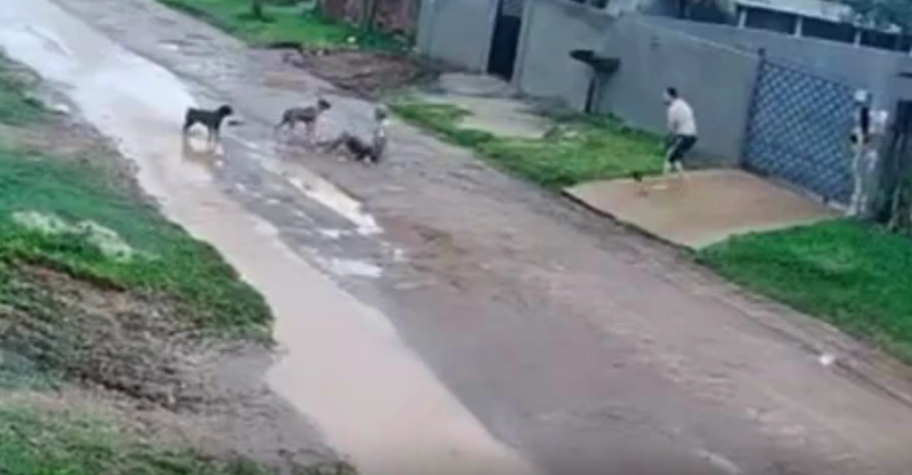 Idoso é atacado por dois pitbulls em rua de Comodoro; moradores correram para salvar a vítima
