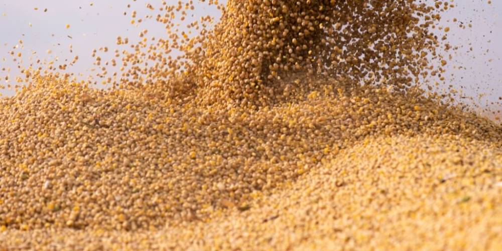 Conab estima produção de 354,8 milhões de toneladas de grãos na safra 2025/26