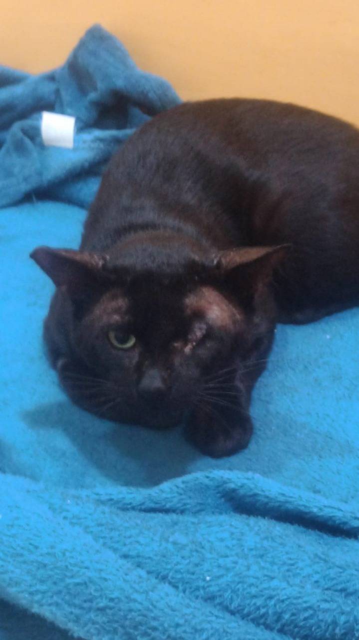 Condomínio registra Queixa-Crime contra três moradores e um protetor animal por espalharem fake News