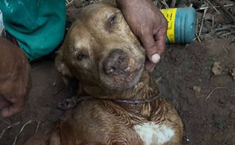 Cachorro Pitbull é  resgatado com vida após ser enterrado vivo