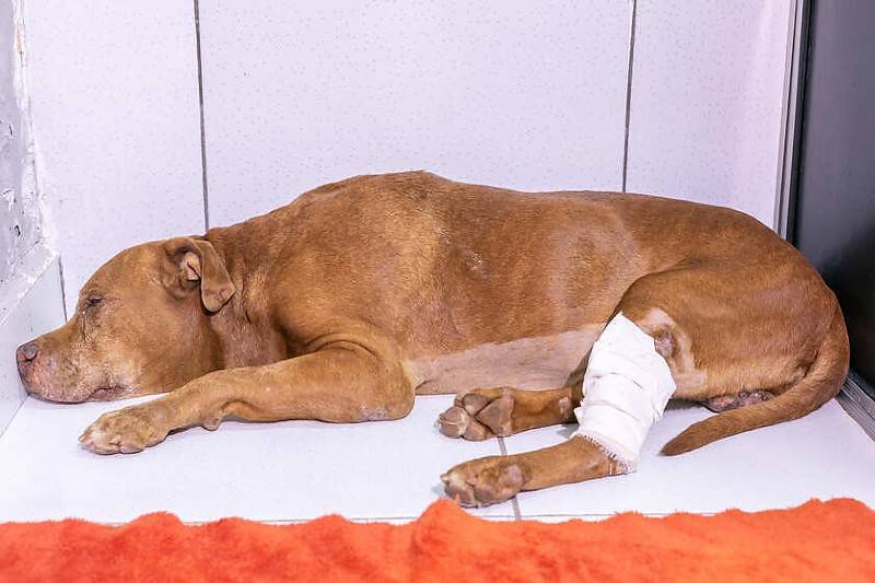 Homem que enterrou pitbull vivo se apresenta e diz que achava que animal estava morto