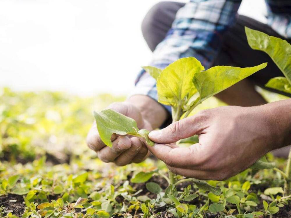 Famato diz que Reforma tributária já impõe adaptações obrigatórias ao produtor rural