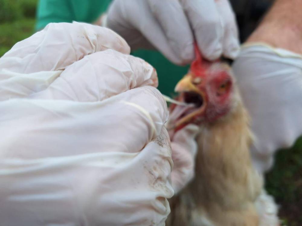 Caso de gripe aviária em Acorizal deixa INDEA em alerta