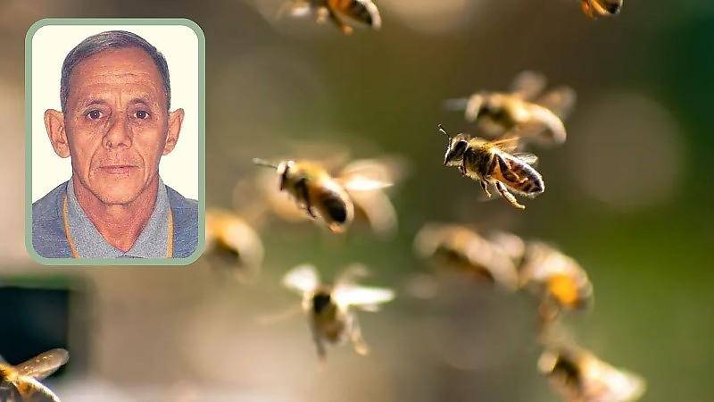 Mais um ataque de abelhas termina em morte no interior de Mato Grosso