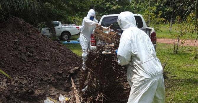 INDEA encerra ação de combate ao foco da gripe Aviária em Acorizal com sacrifício de 339 aves