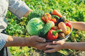Plano Safra da Agricultura Familiar amplia crédito em 20% e aperfeiçoa distribuição de recursos