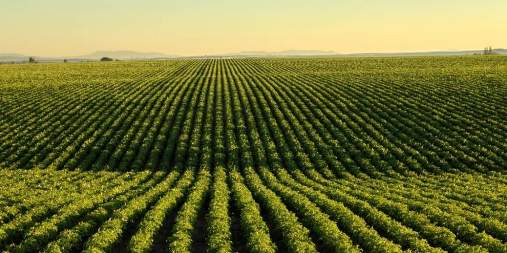 Plano Safra da Agricultura Familiar amplia crédito em 20% e aperfeiçoa distribuição de recursos