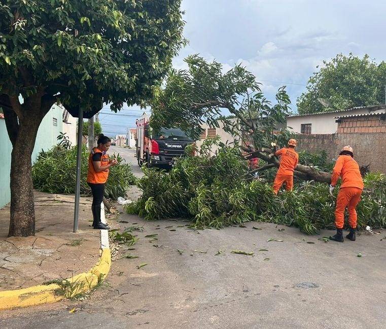 Com chuvas intensas, Defesa Civil reforça cuidados com árvores em áreas urbanas e rurais