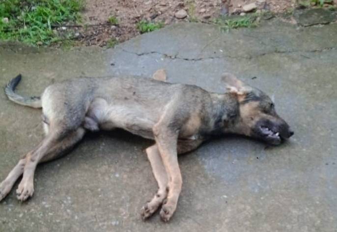 Apresentador de TV denuncia envenenamento de 02 e o sumiço de mais 02 cachorras em Balneário