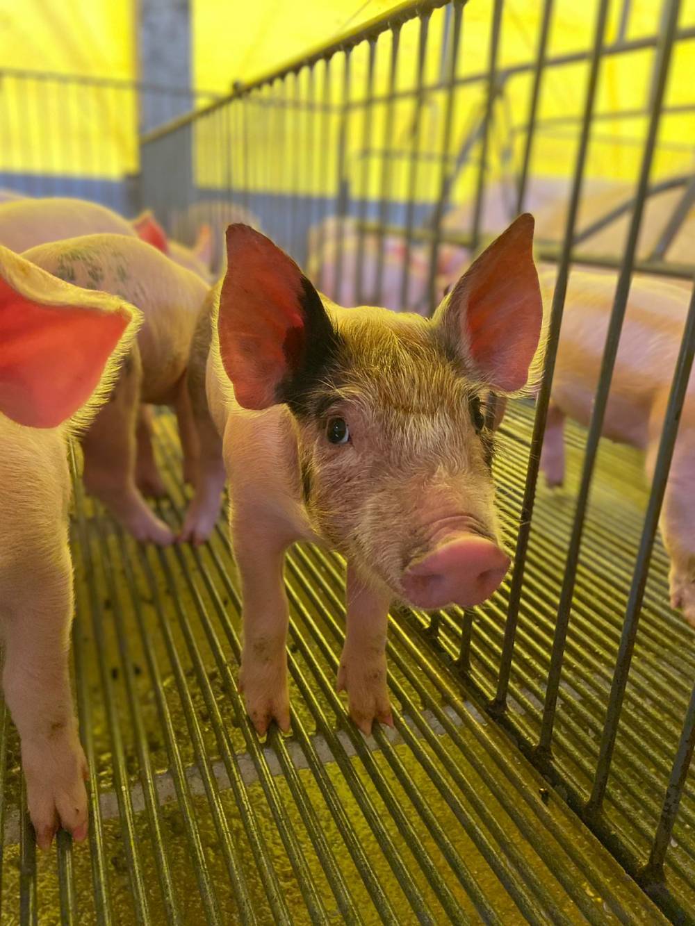 Queda de 27,5% no preço do suíno vivo em 2026 deixa criadores em alerta em Mato Grosso