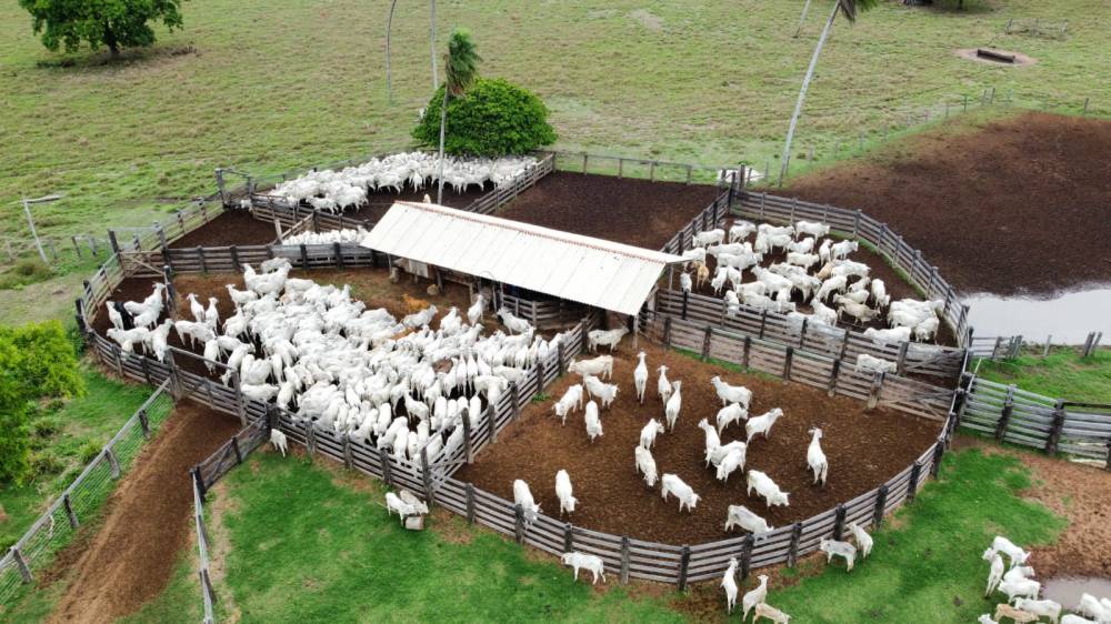 Previsão do Imea é que confinamento bovino em MT deve crescer 55% em 2026