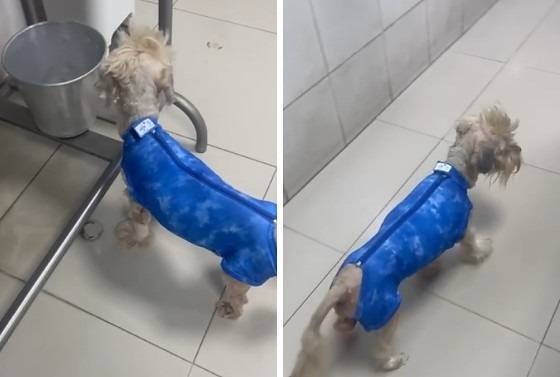 Doguinho queimado em clínica cladestina apresenta melhora e volta a andar sozinho