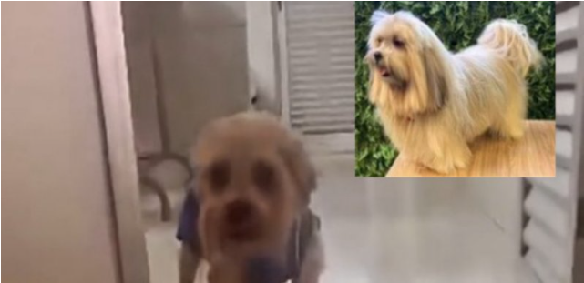 Teddy volta a andar após se recuperar de queimaduras graves sofridas em pet shop de Cuiabá