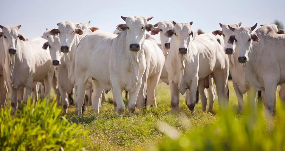 Brasil e China: 20 anos de negociações abrem nova fronteira para o agro brasileiro