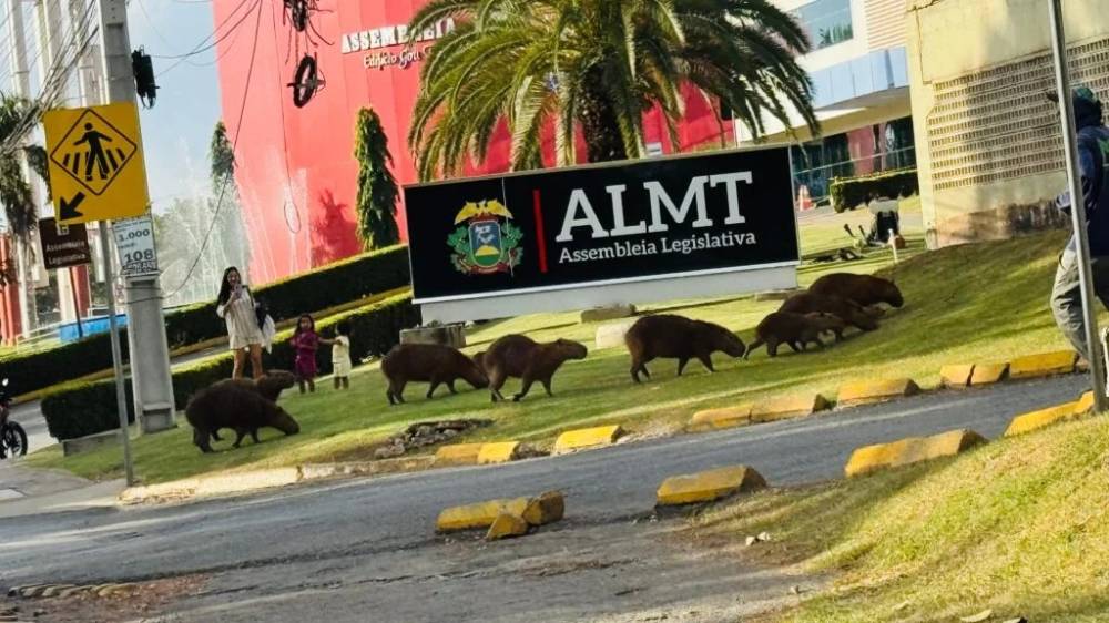 Wilson Santos propõe túnel para travessia segura de capivaras entre Parque das Águas e ALMT