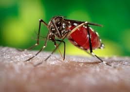  NAS ASAS DO MOSQUITO: Com Cuiabá em situação de risco, MT tem 98 municípios com a população exposta a dengue, zika e chikungunya
