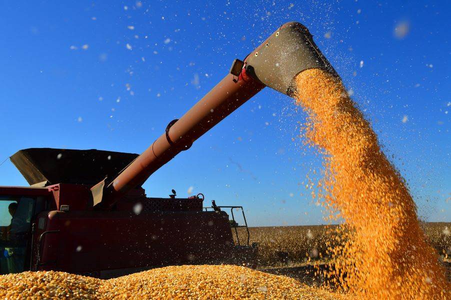 Boletim do IMEA aponta que Mato Grosso superou 20% da colheita de milho 