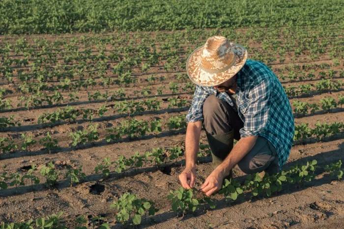 Cerca de 13 mil agricultores familiares devem se beneficiar de convênio da AMM que garante isenção de ICMS para o segmento