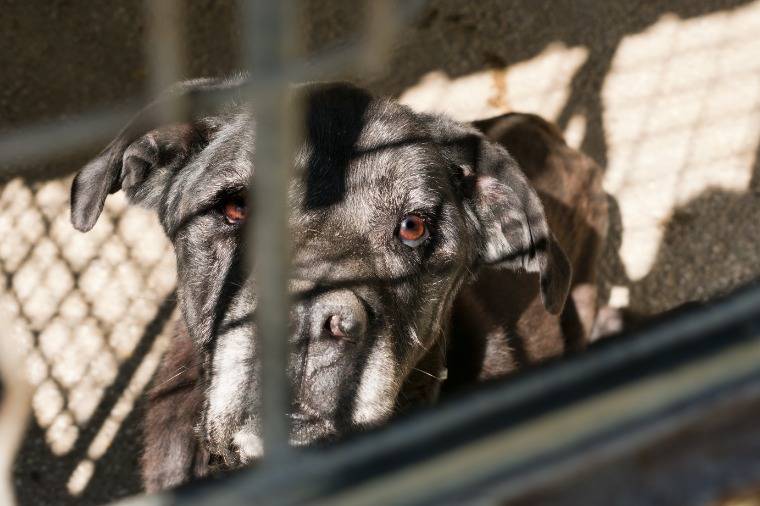 MP pede bloqueio de R$ 15 milhões do Município para garantir bem-estar animal
