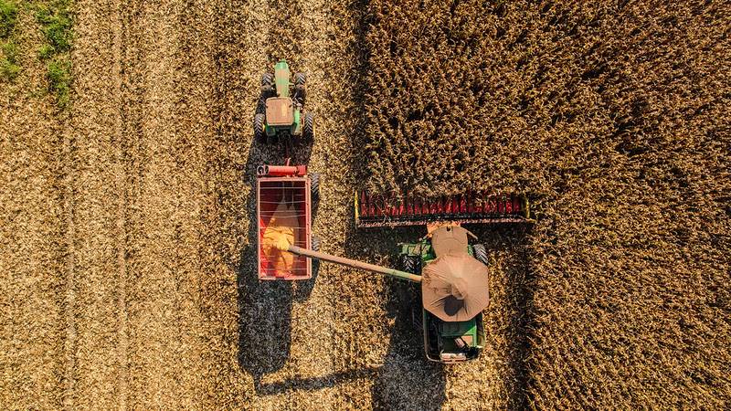 Imea aponta que colheita do milho segunda safra em Mato Grosso entrou na reta final e já alcança 96,77% da área cultivada