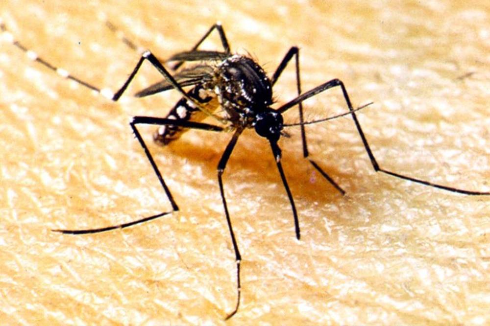 Cuiabá registra redução de 21,5% nos casos de dengue