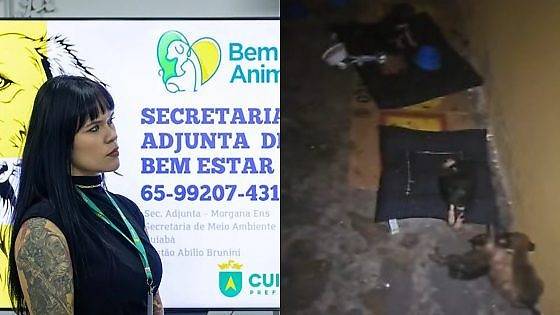 Em meio a repercussão de mortes de cães no Centro de Controle de Zoonoses, adjunta do Bem-Estar animal é remanejada para Cultura