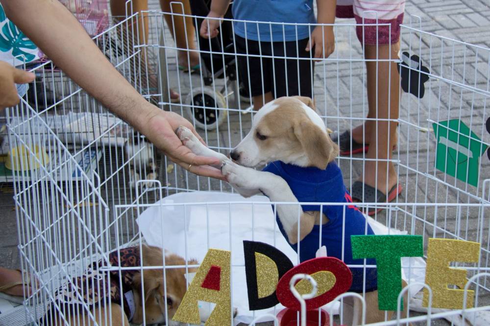 Festival Pet abre espaço para adoção responsável nesta quinta (13) em Cuiabá 