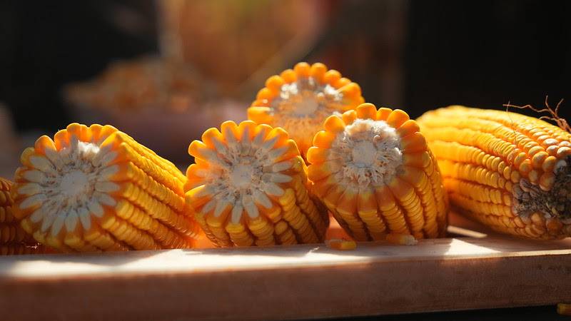 Mato Grosso supera Argentina em produtividade de milho