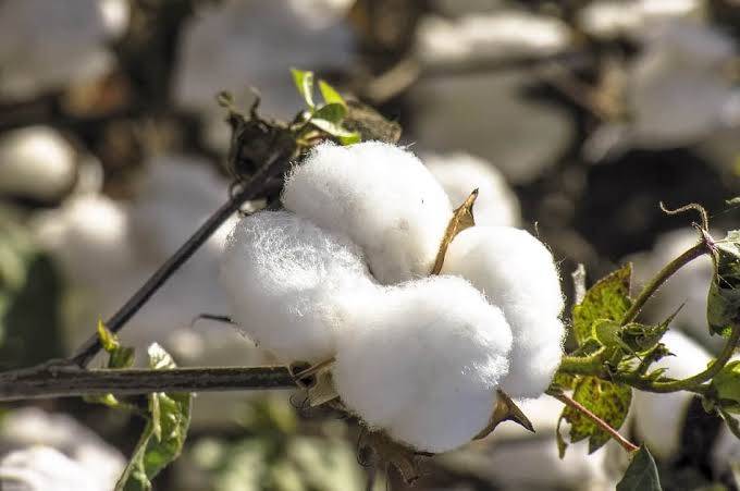 Safra do algodão fecha em 322 arrobas por hectare em Mato Grosso