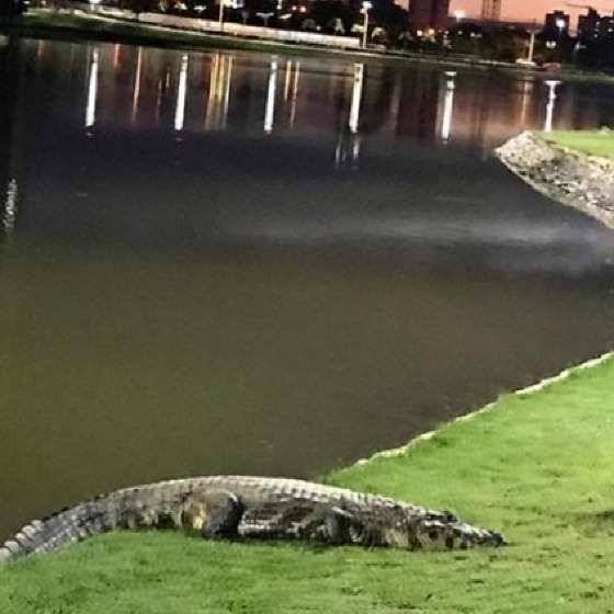 MP quer que prefeitura de Cuiabá adote medidas de proteção contra animais silvestres que habitam lagoas e parques urbanos 
