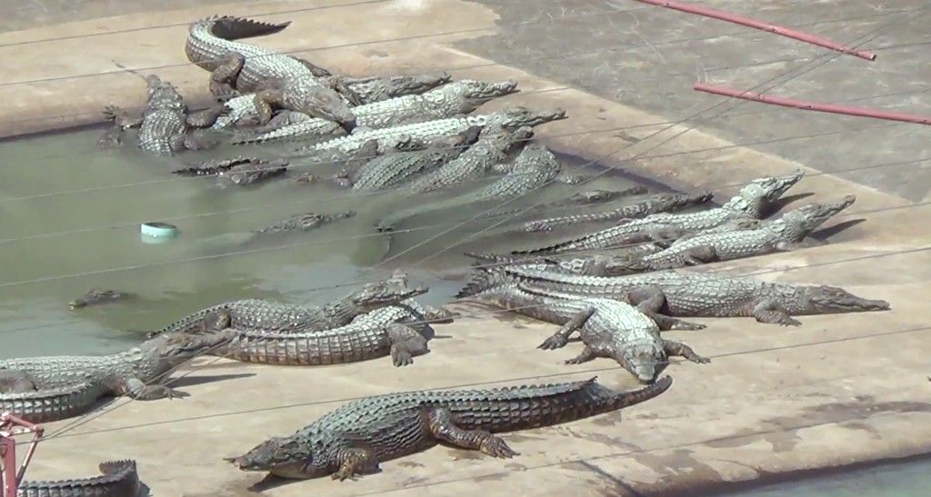 MPF pede condenação de aposentado do Ibama que criava mais de 3 mil jacarés